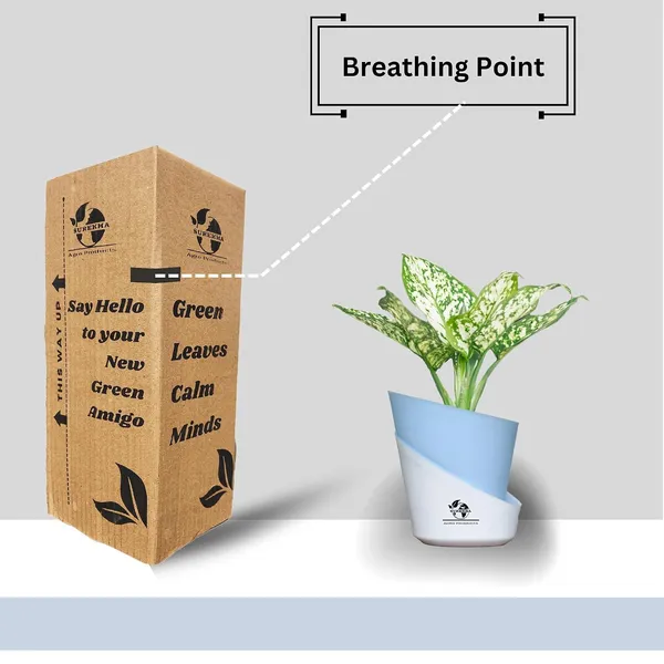 Aglaonema_Plant_With_Self_Watering_Pot