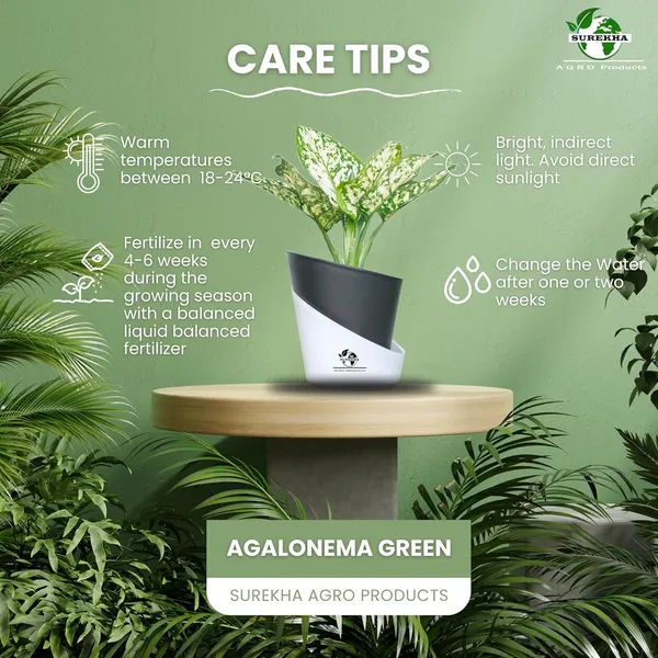 Aglaonema_Indoor_Plant_With_Self_Watering_Pot