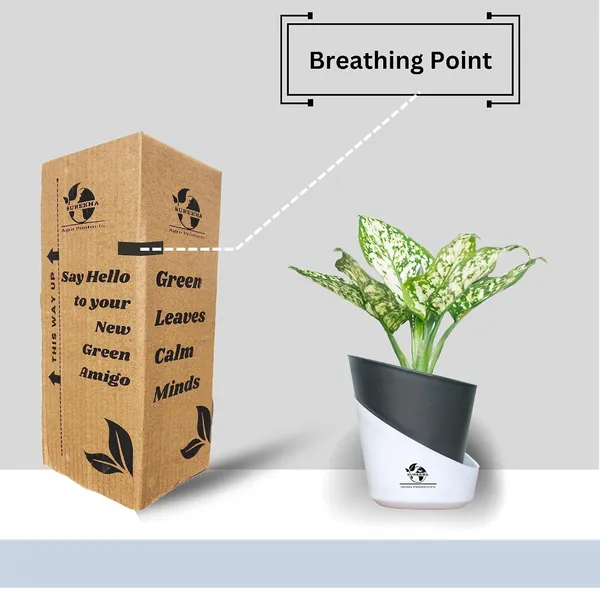 Aglaonema_Indoor_Plant_With_Self_Watering_Pot