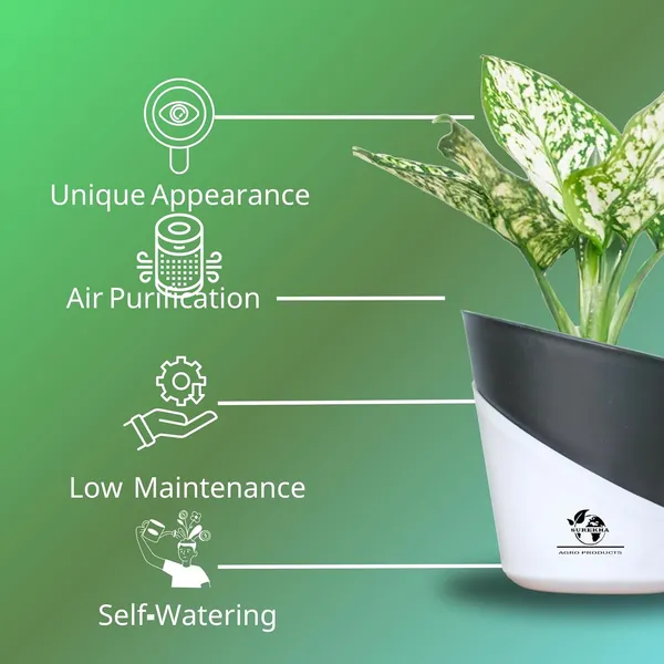 Aglaonema_Indoor_Plant_With_Self_Watering_Pot