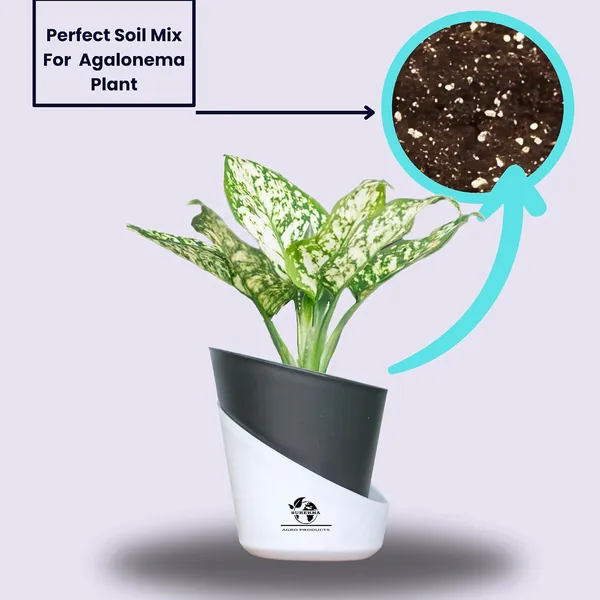 Aglaonema_Indoor_Plant_With_Self_Watering_Pot