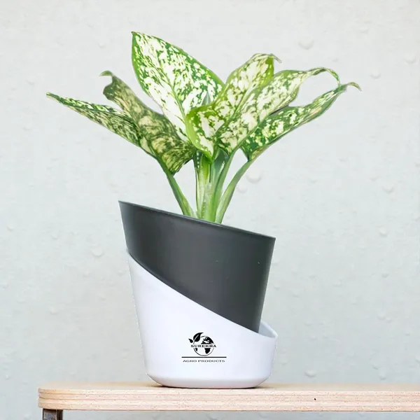 Aglaonema_Indoor_Plant_With_Self_Watering_Pot
