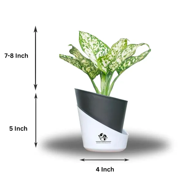 Aglaonema_Indoor_Plant_With_Self_Watering_Pot