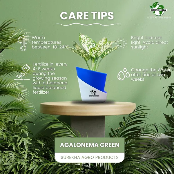 Aglaonema_Plant_With_Self_Watering_Pot