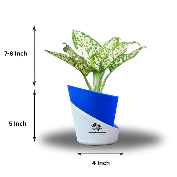 Aglaonema_Plant_With_Self_Watering_Pot