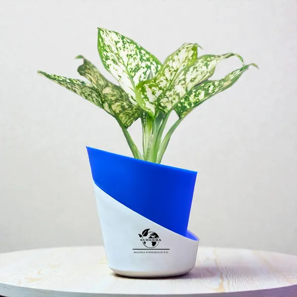 Aglaonema_Plant_With_Self_Watering_Pot