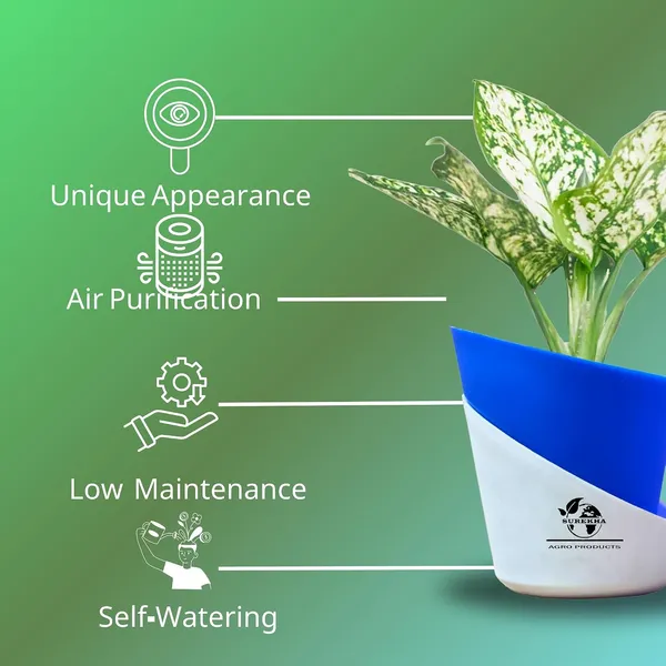 Aglaonema_Plant_With_Self_Watering_Pot