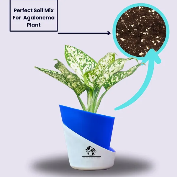 Aglaonema_Plant_With_Self_Watering_Pot