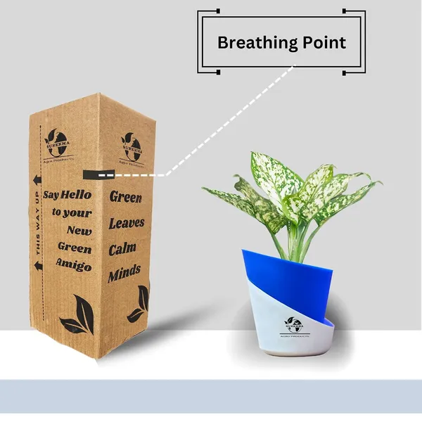Aglaonema_Plant_With_Self_Watering_Pot