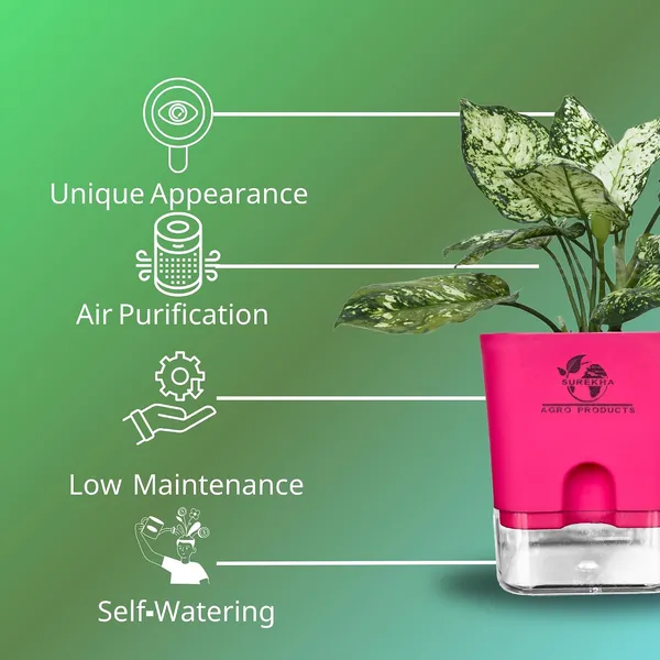 Aglaonema_Indoor_Plant_With_Self_Watering_Pot
