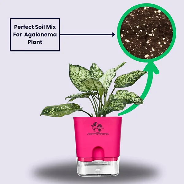 Aglaonema_Indoor_Plant_With_Self_Watering_Pot