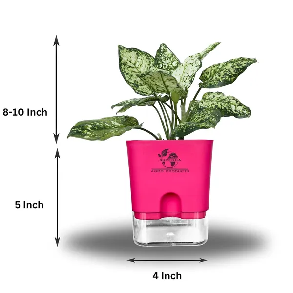 Aglaonema_Indoor_Plant_With_Self_Watering_Pot