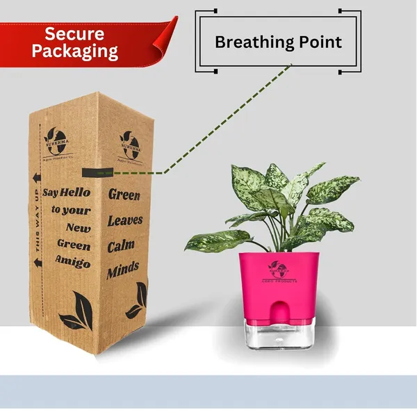Aglaonema_Indoor_Plant_With_Self_Watering_Pot