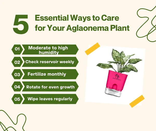 Aglaonema_Indoor_Plant_With_Self_Watering_Pot