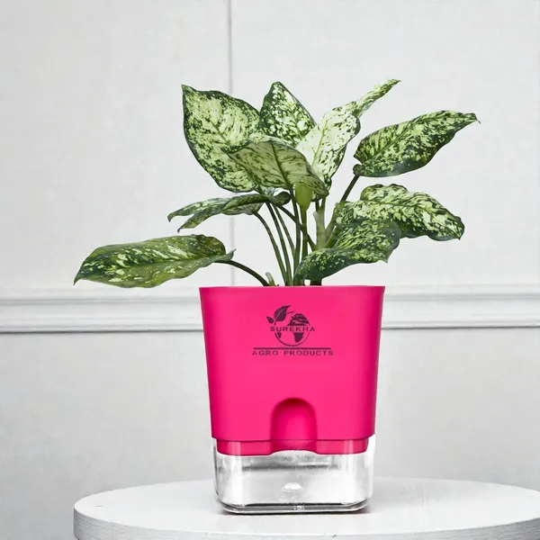 Aglaonema_Indoor_Plant_With_Self_Watering_Pot