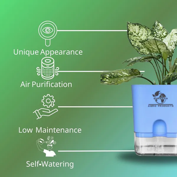 Aglaonema_Plant_With_Self_Watering_Pot