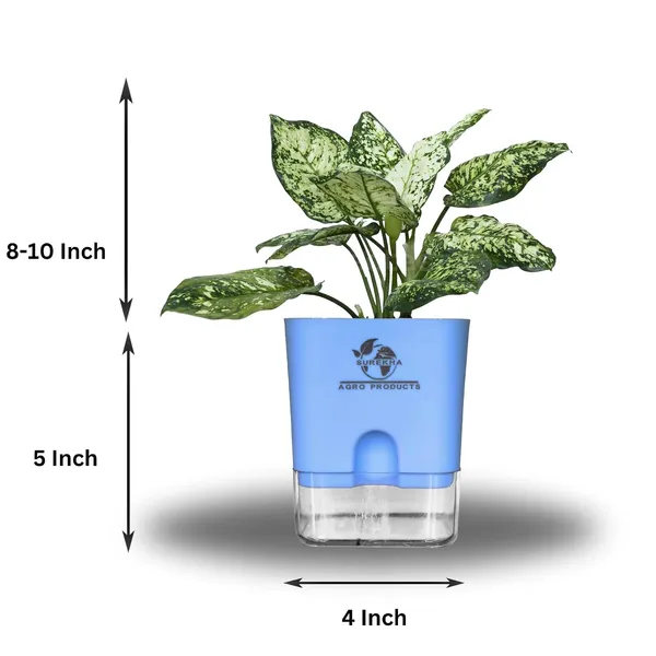Aglaonema_Plant_With_Self_Watering_Pot