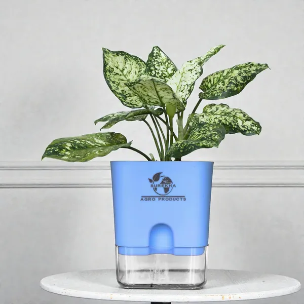 Aglaonema_Plant_With_Self_Watering_Pot