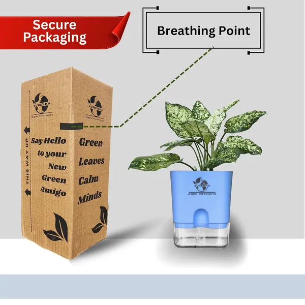 Aglaonema_Plant_With_Self_Watering_Pot