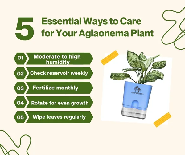 Aglaonema_Plant_With_Self_Watering_Pot