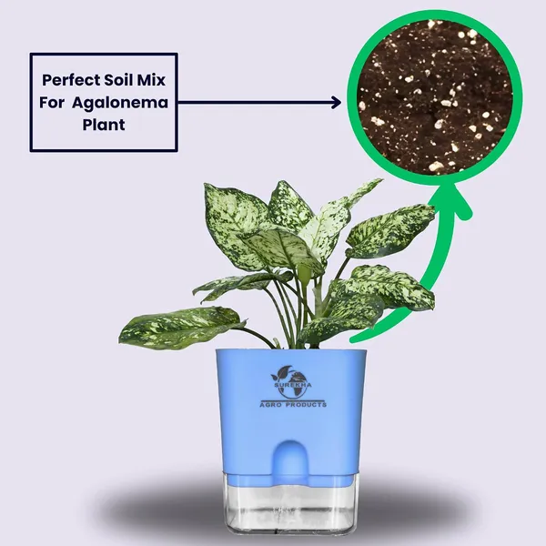 Aglaonema_Plant_With_Self_Watering_Pot