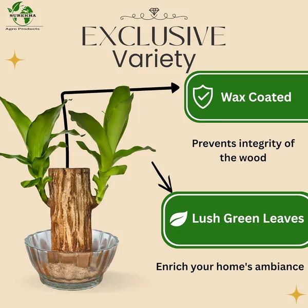 Brazilian_Wood_Plant_With_Pot