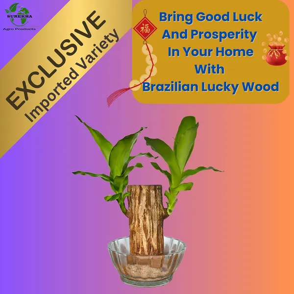 Brazilian_Wood_Plant_With_Pot