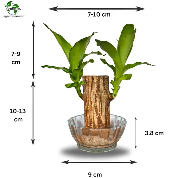 Brazilian_Wood_Plant_With_Pot