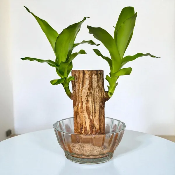 Brazilian_Wood_Plant_With_Pot