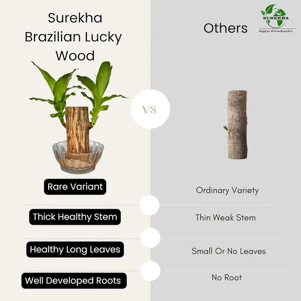 Brazilian_Wood_Plant_With_Pot