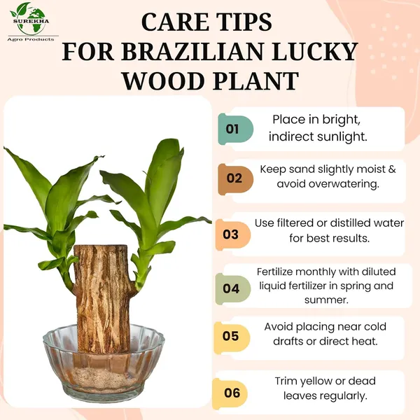 Brazilian_Wood_Plant_With_Pot