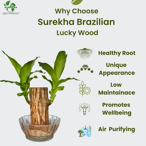 Brazilian_Wood_Plant_With_Pot
