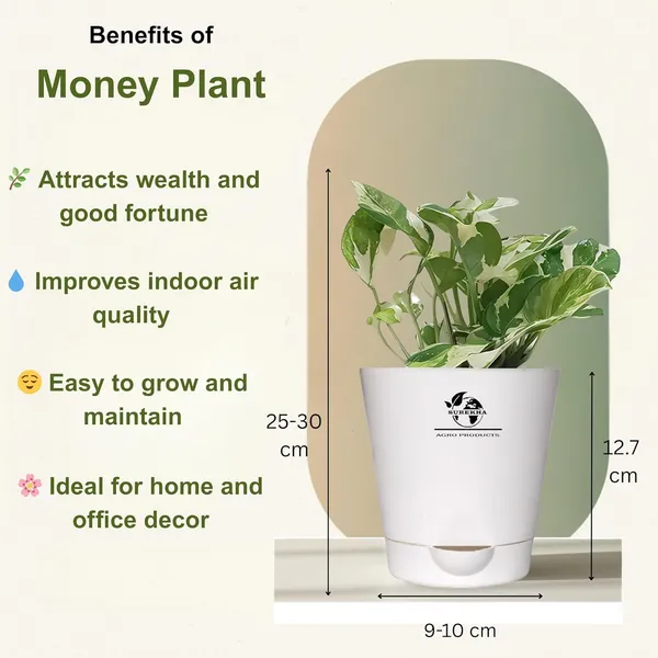 Indoor_Plant_Bundle_Pack_Of_4