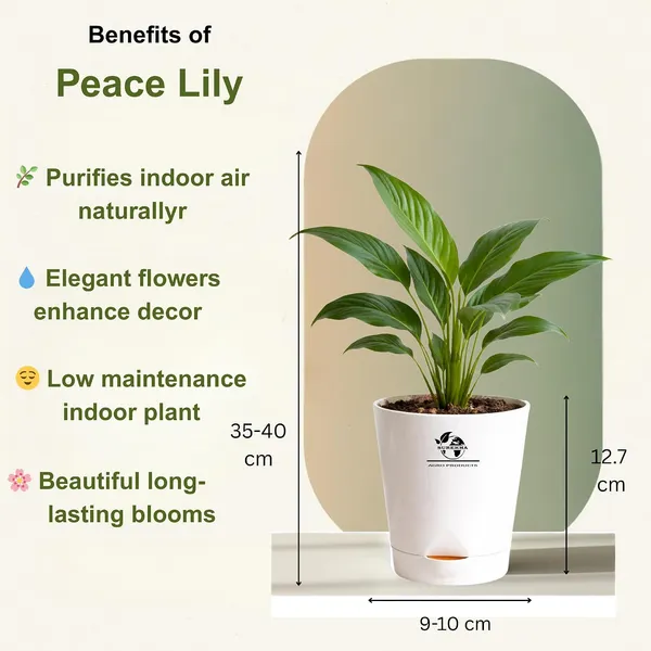Indoor_Plant_Bundle_Pack_Of_4