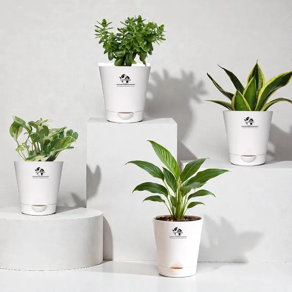 Indoor_Plant_Bundle_Pack_Of_4
