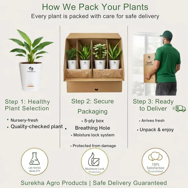 Indoor_Plant_Bundle_Pack_Of_4