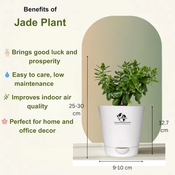 Indoor_Plant_Bundle_Pack_Of_4