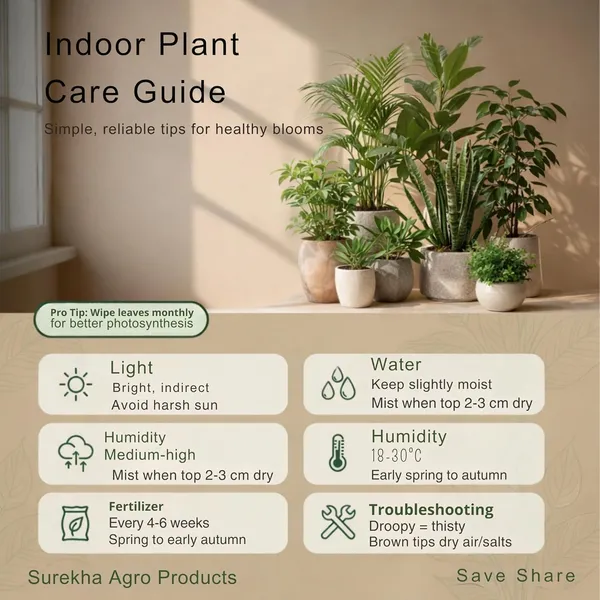 Indoor_Air_Purifier_Plant_Bundle_Pack_Of_4
