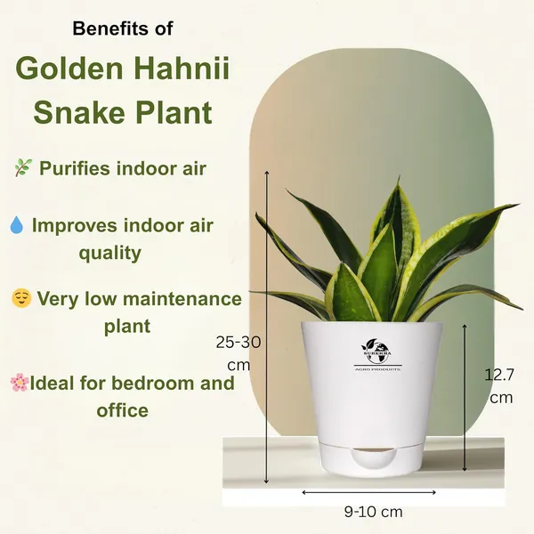 Indoor_Air_Purifier_Plant_Bundle_Pack_Of_4
