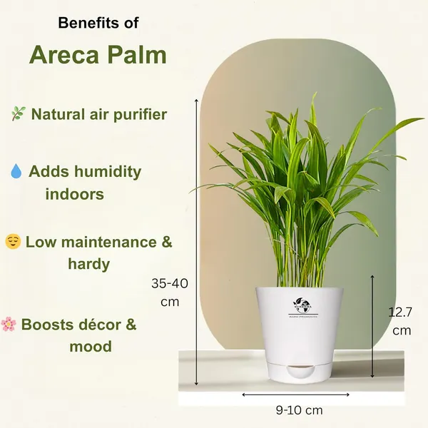 Indoor_Air_Purifier_Plant_Bundle_Pack_Of_4