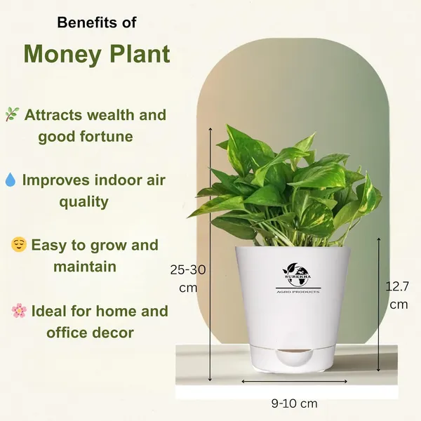 Indoor_Air_Purifier_Plant_Bundle_Pack_Of_4