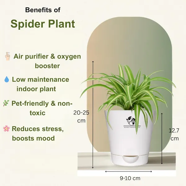 Indoor_Air_Purifier_Plant_Bundle_Pack_Of_4