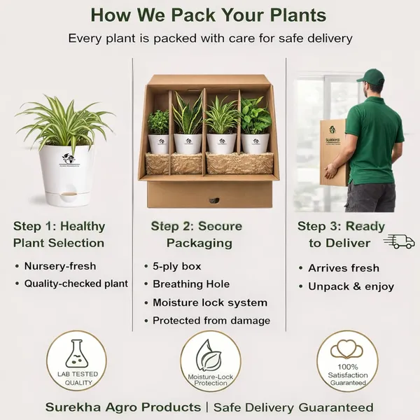Indoor_Air_Purifier_Plant_Bundle_Pack_Of_4