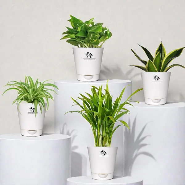 Indoor_Air_Purifier_Plant_Bundle_Pack_Of_4