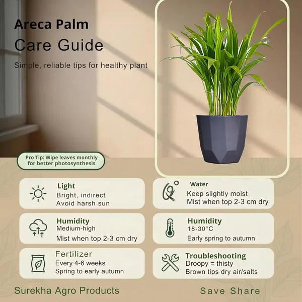 Areca_Palm_Indoor_Plant_In_Self_Watering_Pot_Pack_Of_2