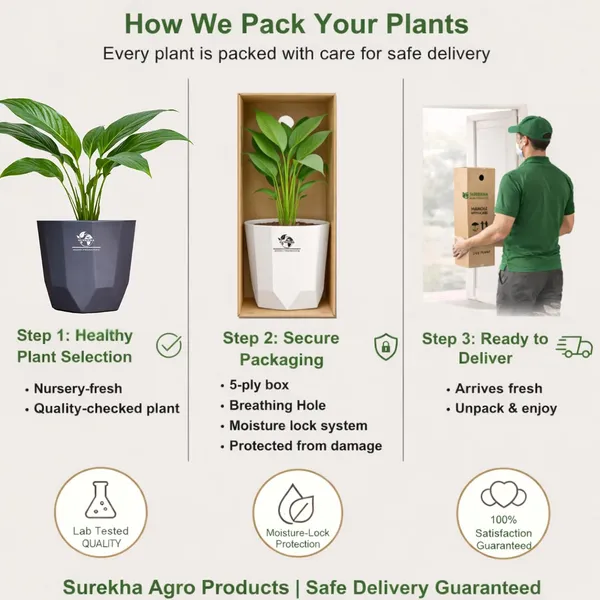 Areca_Palm_Indoor_Plant_In_Self_Watering_Pot_Pack_Of_2