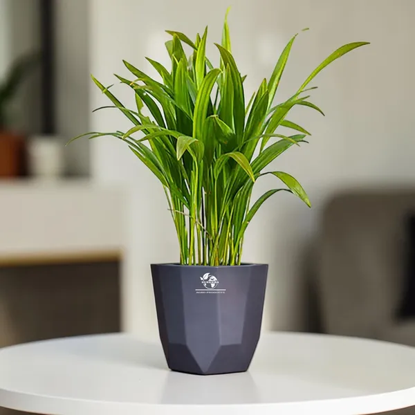 Areca_Palm_Indoor_Plant_In_Self_Watering_Pot_Pack_Of_2