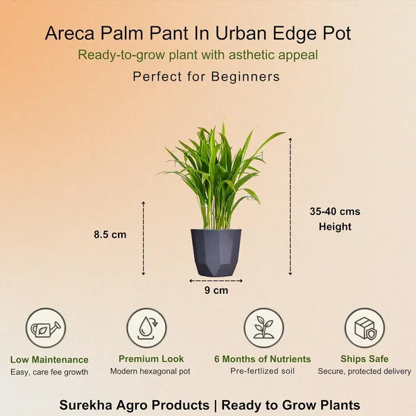 Areca_Palm_Indoor_Plant_In_Self_Watering_Pot_Pack_Of_2