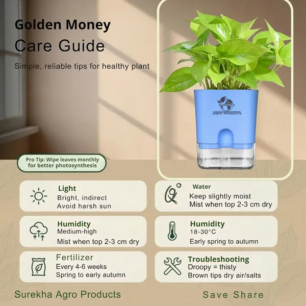 Golden_Money_Plant_In_Self_Watering_Pot