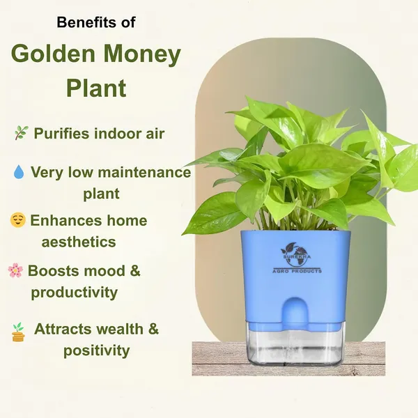 Golden_Money_Plant_In_Self_Watering_Pot